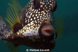 Smooth Trunkfish on the Fish Camp Rocks off the beach in ... by Michael Kovach 